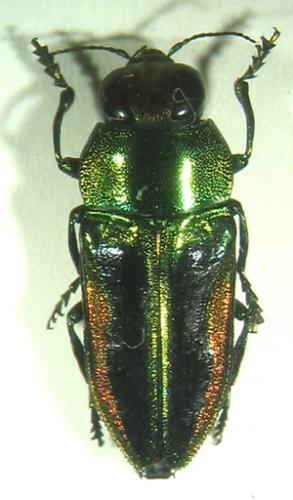 Curis maulica