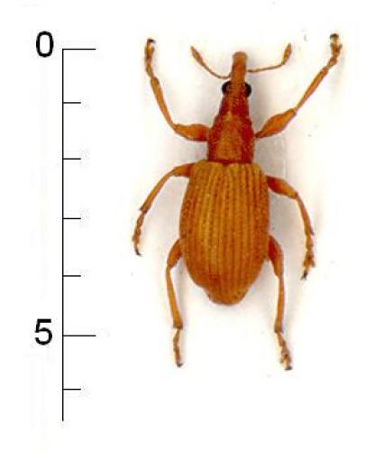 Apion frumentarium