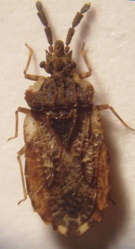 Aradus depressus