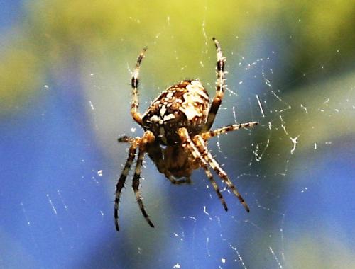 Araneus diadematus