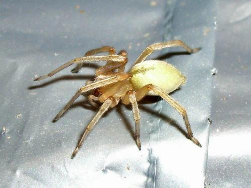 Cheiracanthium sp.