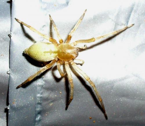 Cheiracanthium sp.