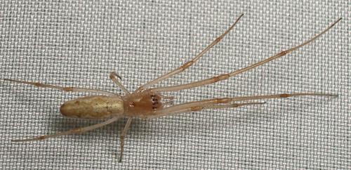 Réf. 5 206 : Tetragnatha sp.