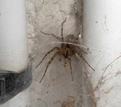 Tegenaria sp.