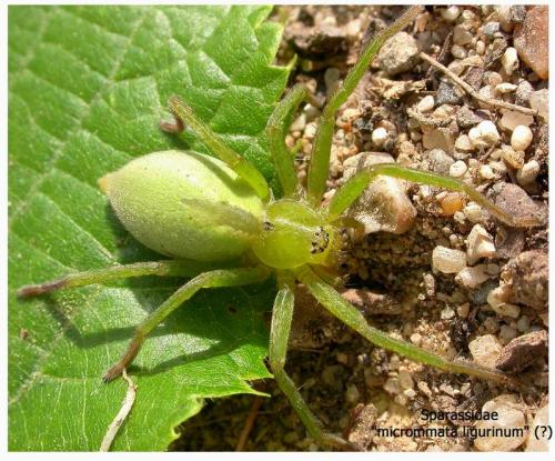 Micrommata ligurina