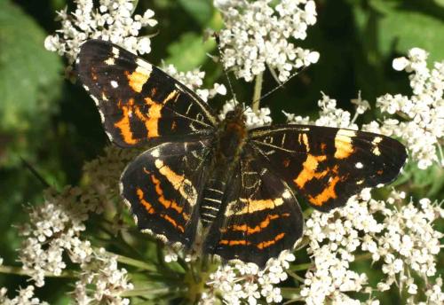 Araschnia levana