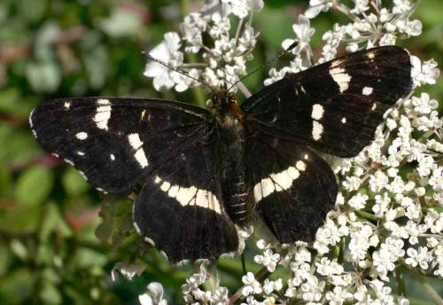 Réf. 5 277 : Araschnia levana