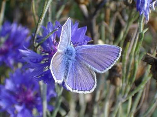 Polyommatus icarus