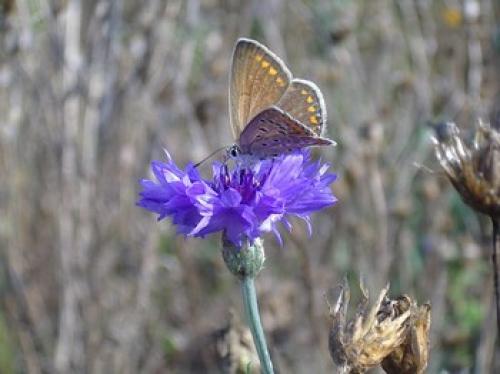 Polyommatus icarus