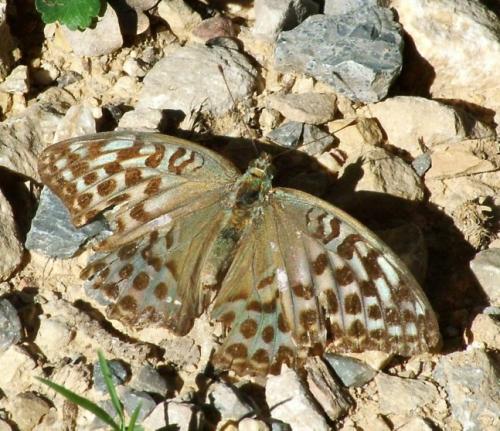 Réf. 5 259 : Argynnis paphia