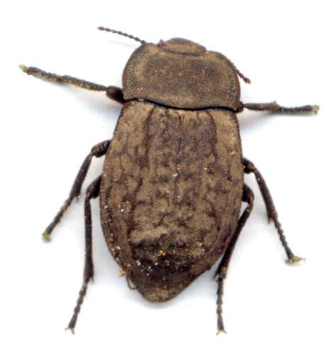 Asida sericea