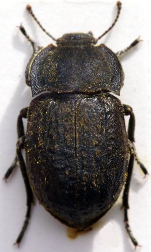 Asida sericea