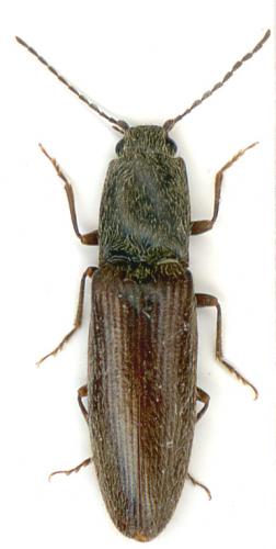 Réf. 5 610 : Athous haemorrhoidalis