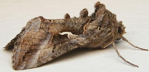 Réf. 5 500 : Autographa gamma