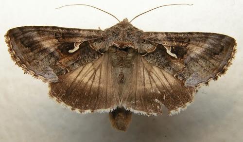 Réf. 5 499 : Autographa gamma