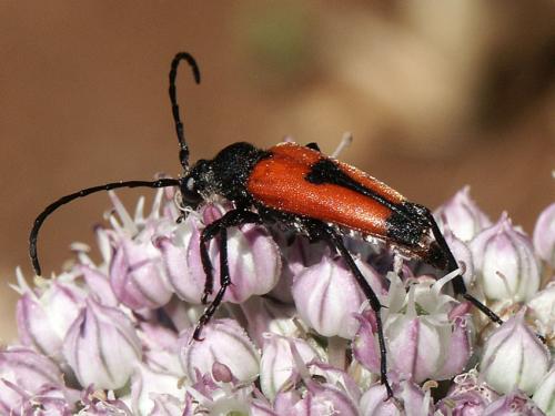 Stictoleptura cordigera
