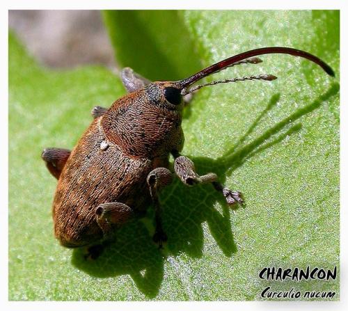 Réf. 5 146 : Curculio nucum