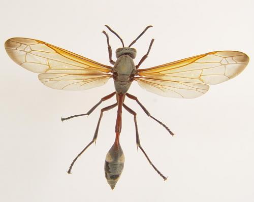 Réf. 5 053 : Belonogaster griseus