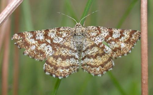 Réf. 5 636 : Ematurga atomaria