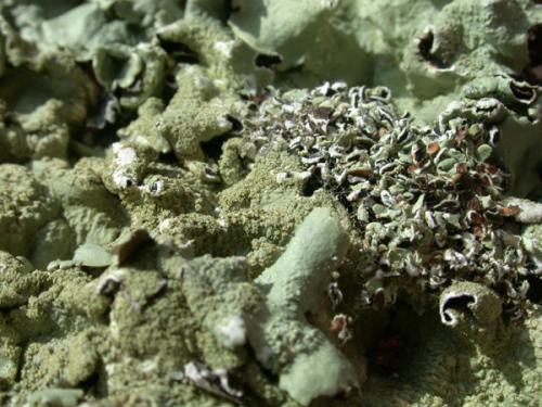 Cleorodes lichenaria