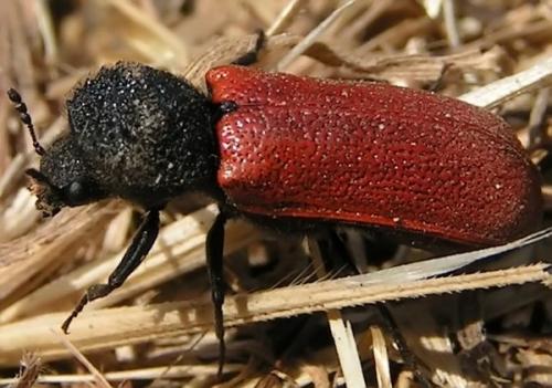 Bostrichus capucinus