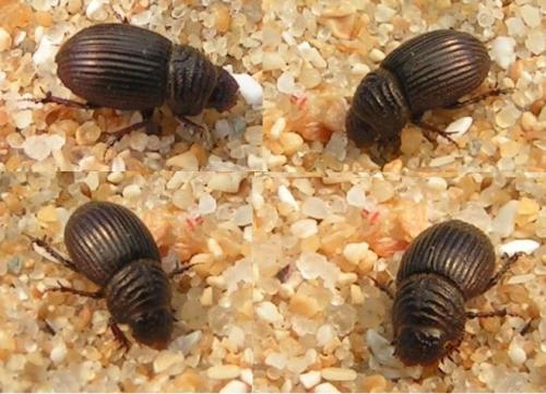 Brindalus porcicollis