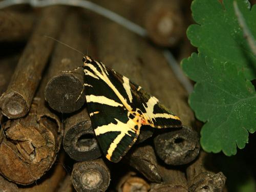 Euplagia quadripunctaria