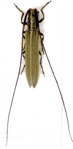 Réf. 5 556 : Calamobius filum