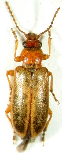 Orsodacne cerasi