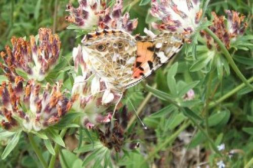 Vanessa cardui