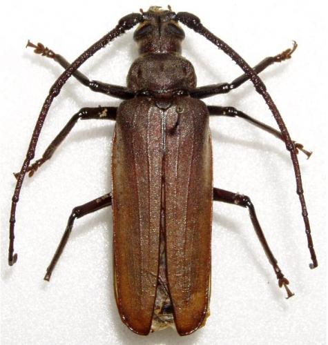Réf. 5 060 : Aegosoma scabricorne