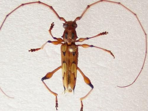 Nyssicus rosalesi