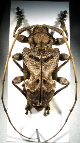 Lagocheirus araneiformis