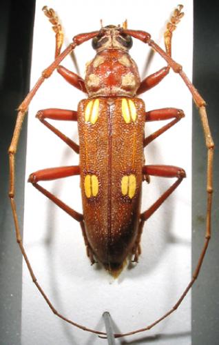 Eburia dejeani