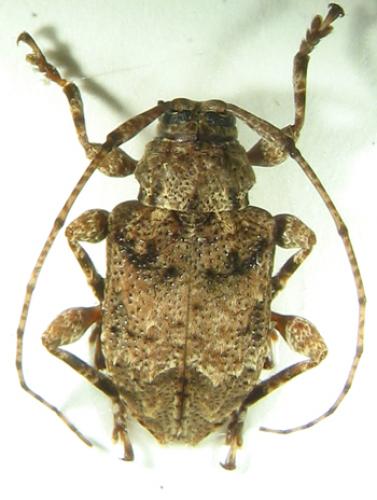 Leptostylopsis martinicensis