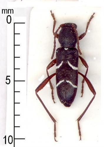 Réf. 5 661 : Clytus madoni