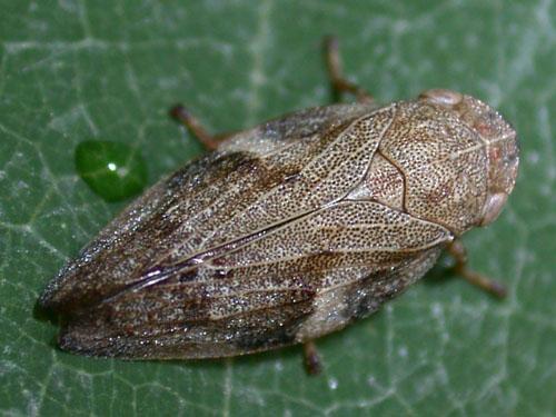 Aphrophora alni