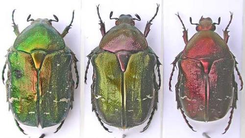 Cetonia aurata aurata