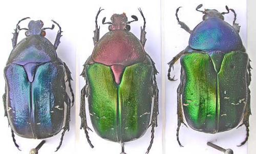 Réf. 5 947 : Cetonia aurata