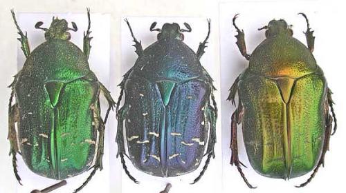 Cetonia carthami