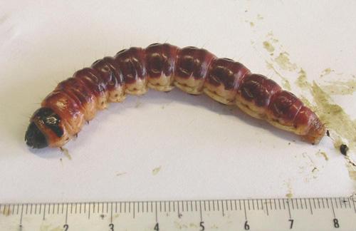 Réf. 5 278 : Cossus cossus