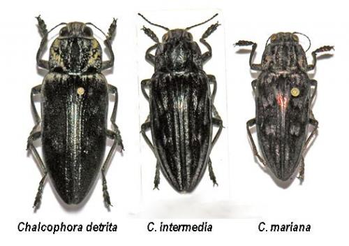 Chalcophora divers