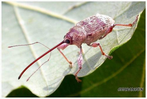 Réf. 5 145 : Curculio elephas