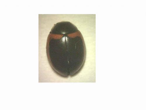 Coccinella venusta