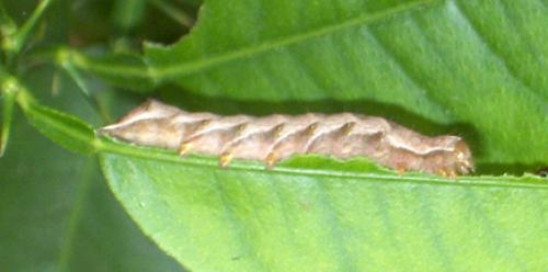 Réf. 5 158 : Melanchra persicariae