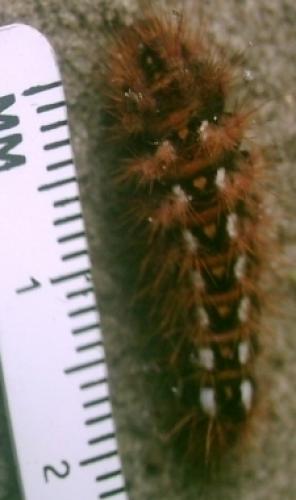 Acronicta rumicis
