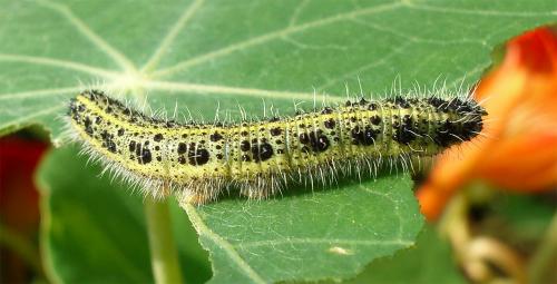 Pieris brassicae