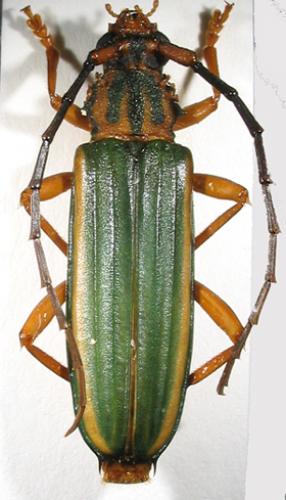 Chlorida festiva