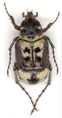 Réf. 5 662 : Chromovalgus peyroni