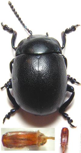 Chrysolina obscurella
